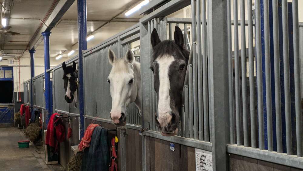 Cubs visit MET Police Mounted Branch at Imber Court